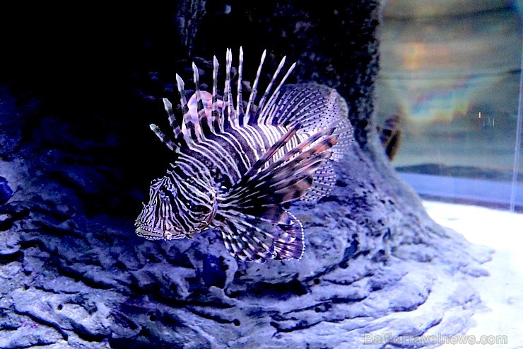 Travelnews.lv apmeklē zemūdens pasauli «Sharjah Aquarium». Atbalsta: VisitSharjah.com un Novatours.lv 272974
