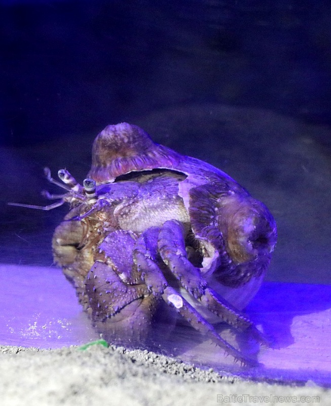 Travelnews.lv apmeklē zemūdens pasauli «Sharjah Aquarium». Atbalsta: VisitSharjah.com un Novatours.lv 272976