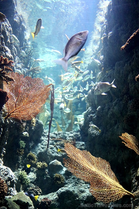 Travelnews.lv apmeklē zemūdens pasauli «Sharjah Aquarium». Atbalsta: VisitSharjah.com un Novatours.lv 272977