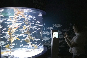 Travelnews.lv apmeklē zemūdens pasauli «Sharjah Aquarium». Atbalsta: VisitSharjah.com un Novatours.lv 11