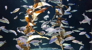 Travelnews.lv apmeklē zemūdens pasauli «Sharjah Aquarium». Atbalsta: VisitSharjah.com un Novatours.lv 12