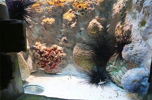 Travelnews.lv apmeklē zemūdens pasauli «Sharjah Aquarium». Atbalsta: VisitSharjah.com un Novatours.lv 13