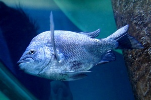 Travelnews.lv apmeklē zemūdens pasauli «Sharjah Aquarium». Atbalsta: VisitSharjah.com un Novatours.lv 20