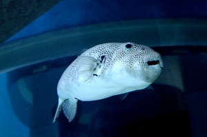 Travelnews.lv apmeklē zemūdens pasauli «Sharjah Aquarium». Atbalsta: VisitSharjah.com un Novatours.lv 22