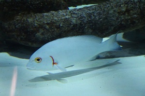 Travelnews.lv apmeklē zemūdens pasauli «Sharjah Aquarium». Atbalsta: VisitSharjah.com un Novatours.lv 27