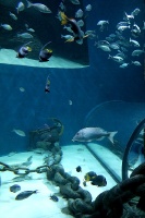 Travelnews.lv apmeklē zemūdens pasauli «Sharjah Aquarium». Atbalsta: VisitSharjah.com un Novatours.lv 30