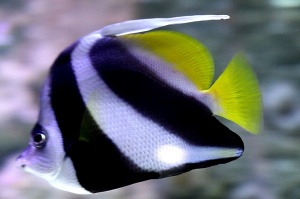 Travelnews.lv apmeklē zemūdens pasauli «Sharjah Aquarium». Atbalsta: VisitSharjah.com un Novatours.lv 32