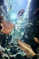 Travelnews.lv apmeklē zemūdens pasauli «Sharjah Aquarium». Atbalsta: VisitSharjah.com un Novatours.lv 34