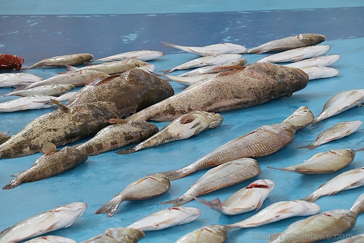 Travelnews.lv apmeklē Šārdžas zivju tirgus izsoli un ekskluzīvi iekļūst ostas zonā. Atbalsta: VisitSharjah.com un Novatours.lv 273211