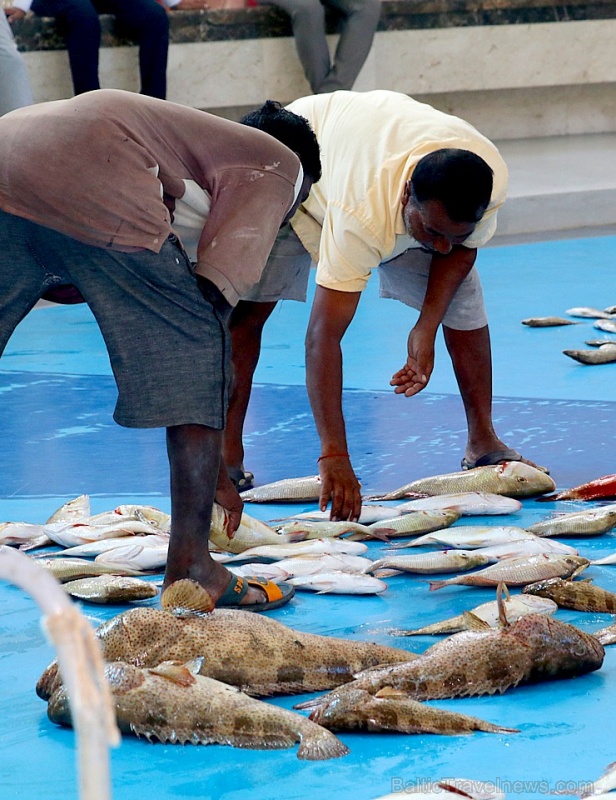 Travelnews.lv apmeklē Šārdžas zivju tirgus izsoli un ekskluzīvi iekļūst ostas zonā. Atbalsta: VisitSharjah.com un Novatours.lv 273212