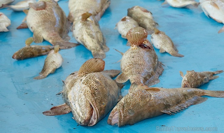 Travelnews.lv apmeklē Šārdžas zivju tirgus izsoli un ekskluzīvi iekļūst ostas zonā. Atbalsta: VisitSharjah.com un Novatours.lv 273213