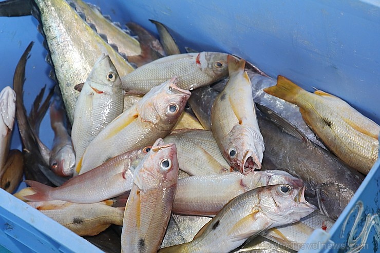 Travelnews.lv apmeklē Šārdžas zivju tirgus izsoli un ekskluzīvi iekļūst ostas zonā. Atbalsta: VisitSharjah.com un Novatours.lv 273222