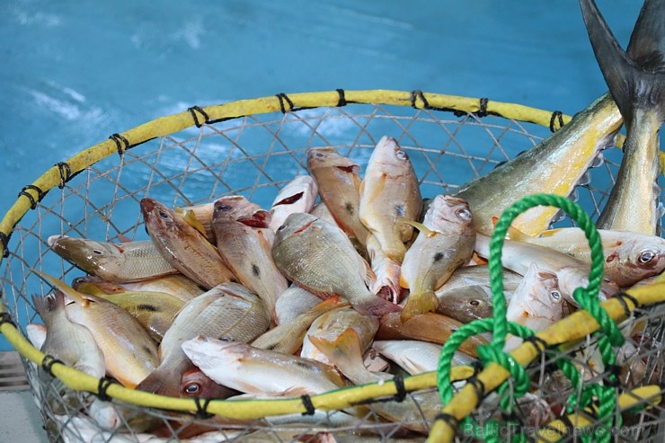 Travelnews.lv apmeklē Šārdžas zivju tirgus izsoli un ekskluzīvi iekļūst ostas zonā. Atbalsta: VisitSharjah.com un Novatours.lv 273226