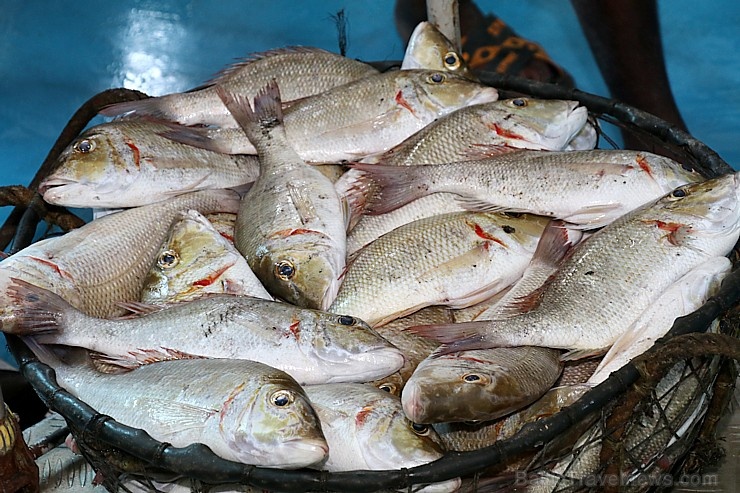 Travelnews.lv apmeklē Šārdžas zivju tirgus izsoli un ekskluzīvi iekļūst ostas zonā. Atbalsta: VisitSharjah.com un Novatours.lv 273228