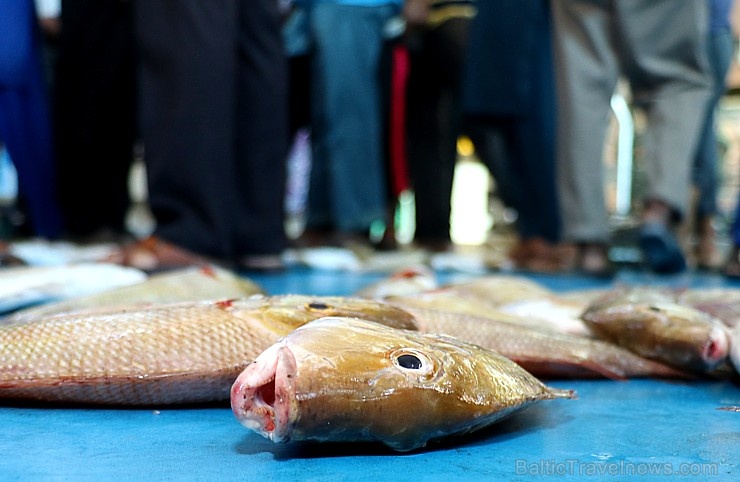 Travelnews.lv apmeklē Šārdžas zivju tirgus izsoli un ekskluzīvi iekļūst ostas zonā. Atbalsta: VisitSharjah.com un Novatours.lv 273230