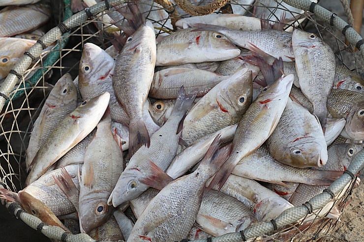Travelnews.lv apmeklē Šārdžas zivju tirgus izsoli un ekskluzīvi iekļūst ostas zonā. Atbalsta: VisitSharjah.com un Novatours.lv 273231