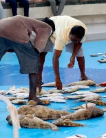Travelnews.lv apmeklē Šārdžas zivju tirgus izsoli un ekskluzīvi iekļūst ostas zonā. Atbalsta: VisitSharjah.com un Novatours.lv 4