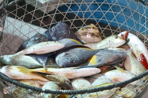 Travelnews.lv apmeklē Šārdžas zivju tirgus izsoli un ekskluzīvi iekļūst ostas zonā. Atbalsta: VisitSharjah.com un Novatours.lv 11