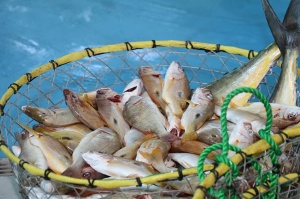 Travelnews.lv apmeklē Šārdžas zivju tirgus izsoli un ekskluzīvi iekļūst ostas zonā. Atbalsta: VisitSharjah.com un Novatours.lv 18