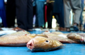 Travelnews.lv apmeklē Šārdžas zivju tirgus izsoli un ekskluzīvi iekļūst ostas zonā. Atbalsta: VisitSharjah.com un Novatours.lv 22