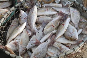 Travelnews.lv apmeklē Šārdžas zivju tirgus izsoli un ekskluzīvi iekļūst ostas zonā. Atbalsta: VisitSharjah.com un Novatours.lv 23