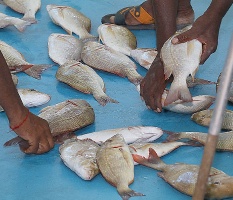 Travelnews.lv apmeklē Šārdžas zivju tirgus izsoli un ekskluzīvi iekļūst ostas zonā. Atbalsta: VisitSharjah.com un Novatours.lv 24