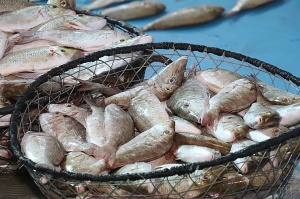 Travelnews.lv apmeklē Šārdžas zivju tirgus izsoli un ekskluzīvi iekļūst ostas zonā. Atbalsta: VisitSharjah.com un Novatours.lv 25