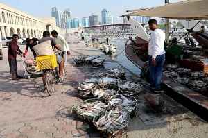 Travelnews.lv apmeklē Šārdžas zivju tirgus izsoli un ekskluzīvi iekļūst ostas zonā. Atbalsta: VisitSharjah.com un Novatours.lv 29