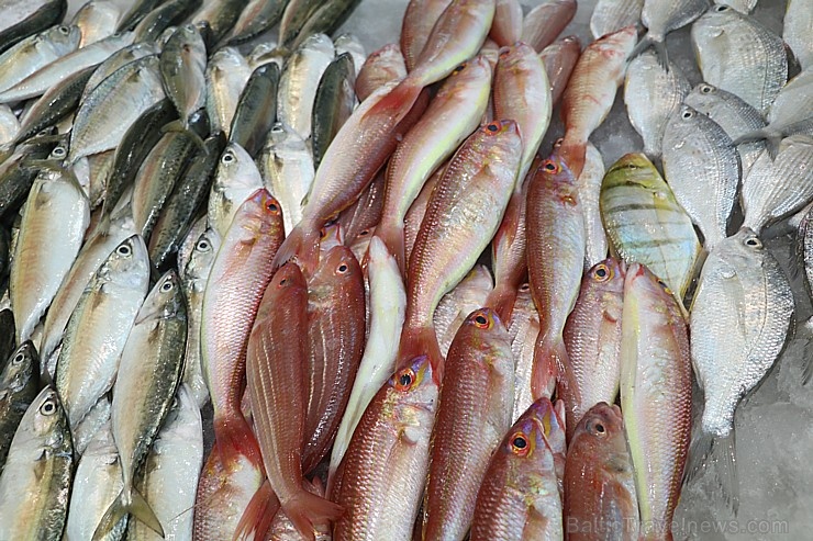 Travelnews.lv apmeklē Šārdžas zivju un gaļas tirgus paviljonu. Atbalsta: VisitSharjah.com un Novatours.lv 273446