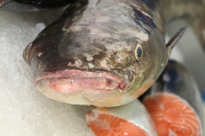 Travelnews.lv apmeklē Šārdžas zivju un gaļas tirgus paviljonu. Atbalsta: VisitSharjah.com un Novatours.lv 14