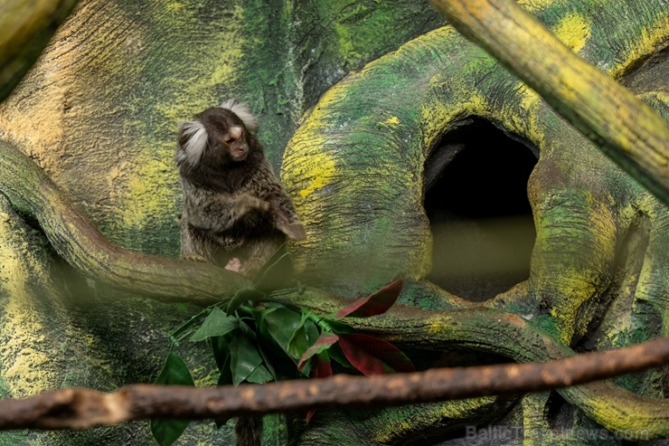 Latgales zoodārzā Daugavpilī atrodas neliela tropu oāze, kurā mīt dažādi eksotiskie un vietējie dzīvnieki 273733