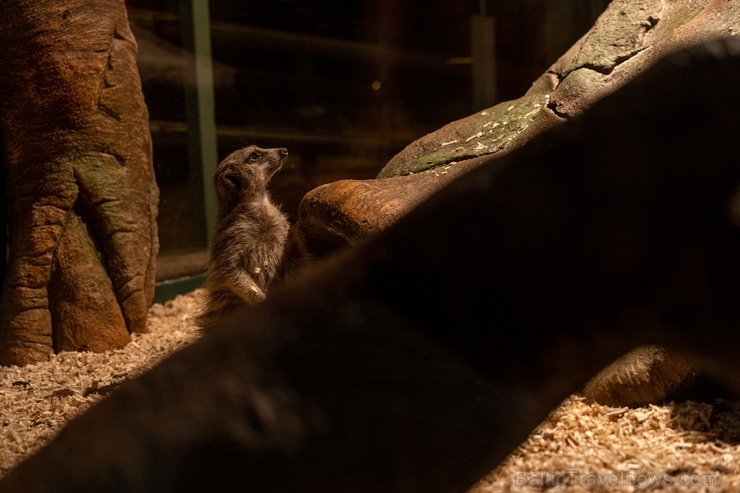 Latgales zoodārzā Daugavpilī atrodas neliela tropu oāze, kurā mīt dažādi eksotiskie un vietējie dzīvnieki 273743