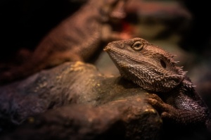 Latgales zoodārzā Daugavpilī atrodas neliela tropu oāze, kurā mīt dažādi eksotiskie un vietējie dzīvnieki 10