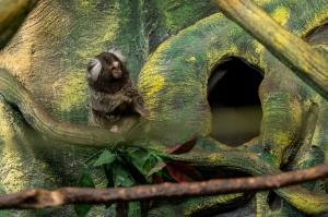 Latgales zoodārzā Daugavpilī atrodas neliela tropu oāze, kurā mīt dažādi eksotiskie un vietējie dzīvnieki 20