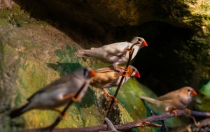 Latgales zoodārzā Daugavpilī atrodas neliela tropu oāze, kurā mīt dažādi eksotiskie un vietējie dzīvnieki 23