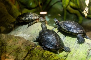 Latgales zoodārzā Daugavpilī atrodas neliela tropu oāze, kurā mīt dažādi eksotiskie un vietējie dzīvnieki 24