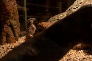 Latgales zoodārzā Daugavpilī atrodas neliela tropu oāze, kurā mīt dažādi eksotiskie un vietējie dzīvnieki 30