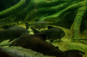 Latgales zoodārzā Daugavpilī atrodas neliela tropu oāze, kurā mīt dažādi eksotiskie un vietējie dzīvnieki 33