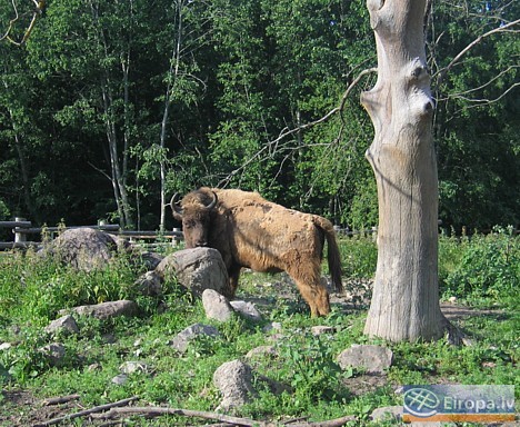 Bizoni ir vieni no pirmajiem zooloģiskā dārza iemītniekiem 14895