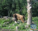 Bizoni ir vieni no pirmajiem zooloģiskā dārza iemītniekiem 9