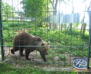 Brūno lāci ir atraduši skolas teritorijā, kur tas spēlējies kopā ar bērniem 12