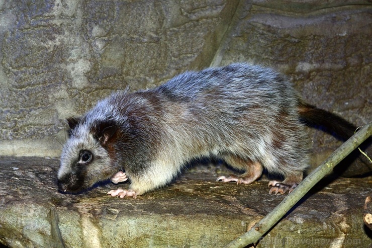 Neparastās Filipīnu mākoņžurkas, kas dabā sastopamas tikai Dienvidaustrumāzijā, Filipīnu lielākajā Lusonas salā, izvēlētas par Rīgas zooloģiskā dārza Neparastās Filipīnu mākoņžurkas, kas dabā sastopamas tikai Dienvidaustrumāzijā, Filipīnu lielākajā Lusonas salā, izvēlētas par Rīgas zooloģiskā dārza 275678