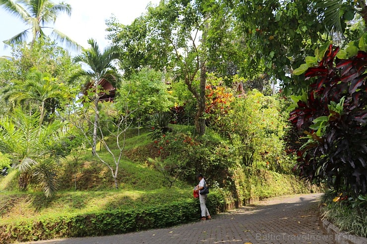 Travelnews.lv iepazīst Bali džungļu viesnīcas «Ayung Resort Ubud» villas.  «Turkish Airlines» un «365 Brīvdienas» 280082