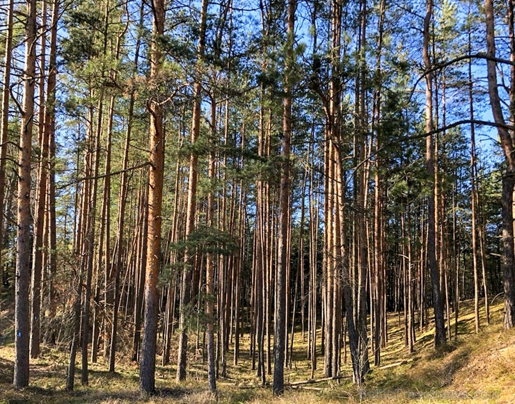 Pavasarīgi notverti mirkļi Carnikavas novada dabas objektos 280895