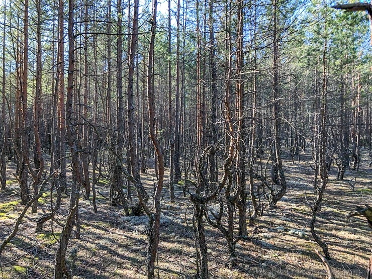 Pavasarīgi notverti mirkļi Carnikavas novada dabas objektos 280897
