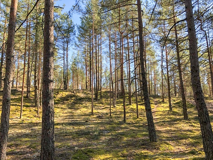 Pavasarīgi notverti mirkļi Carnikavas novada dabas objektos 280901