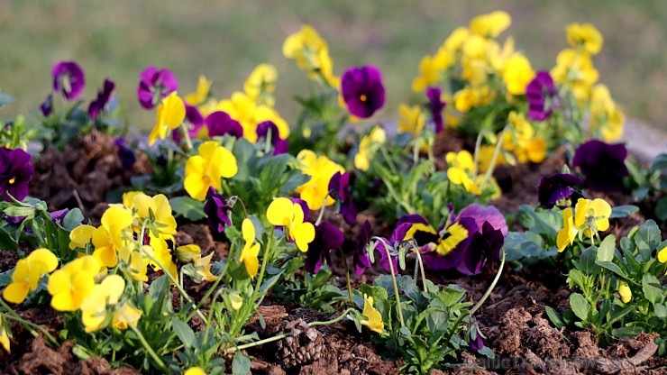 Pavasara pumpuri un ziedi iekrīt Travelnews.lv fotoobjektīvā 280996