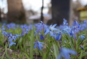 Pavasara pumpuri un ziedi iekrīt Travelnews.lv fotoobjektīvā 15
