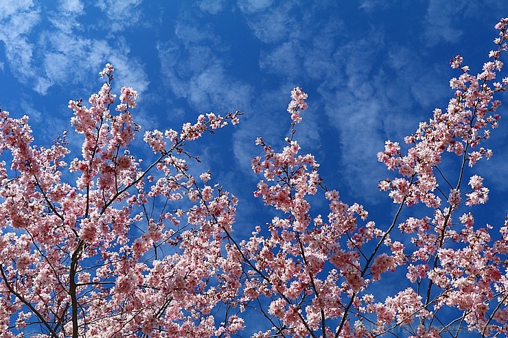 Rīdzinieki priecājas par pavasari un sakuras ķiršu krāšņajiem ziediem 281002