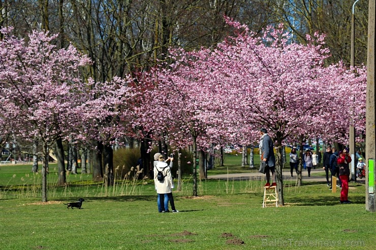 Rīdzinieki priecājas par pavasari un sakuras ķiršu krāšņajiem ziediem 281006